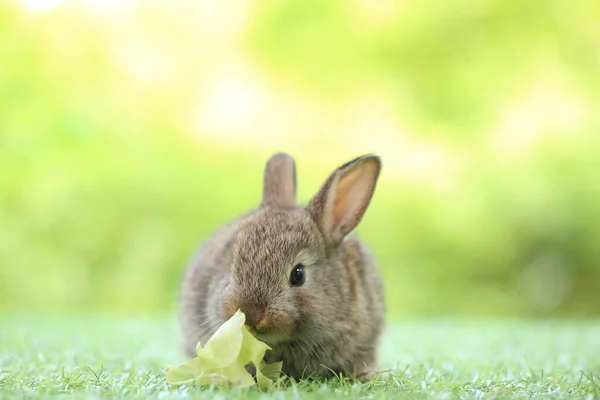 Симпатичный Кролик Зеленой Траве Натуральным Боке Качестве Фона Течение Весны — стоковое фото