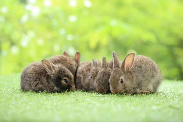 Cute Little Rabbit Green Grass Natural Bokeh Background Spring Young — Stock Photo, Image