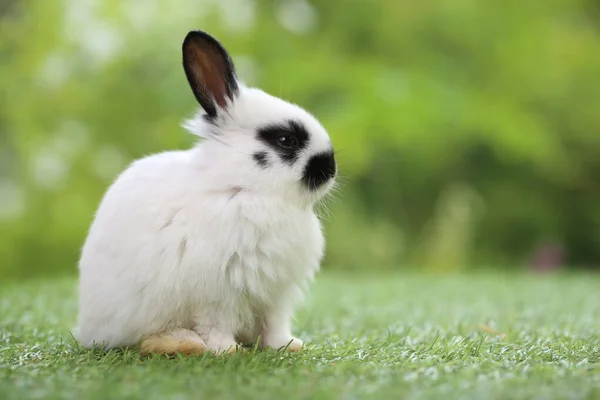 Söt Liten Kanin Grönt Gräs Med Naturlig Bokeh Som Bakgrund — Stockfoto