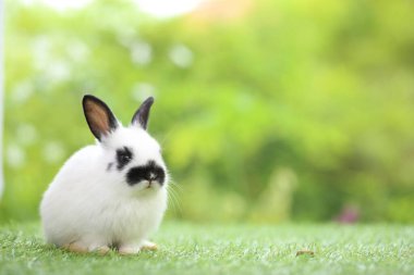 Baharda arka planda doğal bokeh olan yeşil çimenlerin üzerinde şirin küçük bir tavşan. Bahçede oynayan genç sevimli tavşan. Parkta sevgi dolu bir hayvan