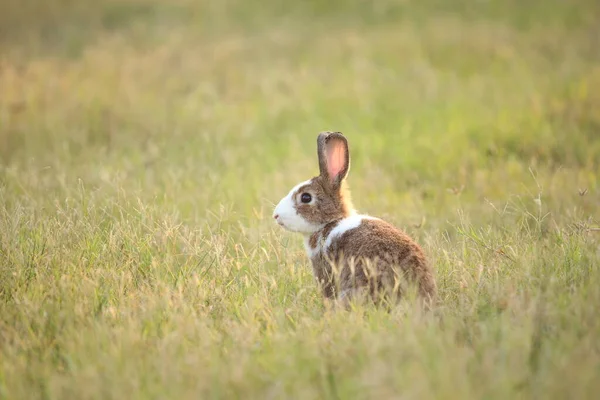 Yeşil Tarlada Çiftlikte Bir Tavşan Doğada Mutluluk Içinde Sevimli Hayat — Stok fotoğraf