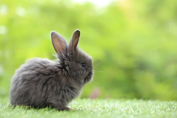 Aranyos Kis Nyúl Zöld Füvön Természetes Bokeh Háttérrel Tavasszal Fiatal — Stock Fotó