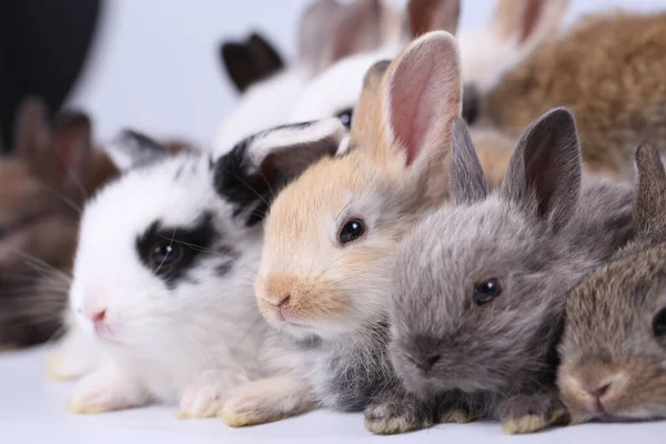 봄철에는 자연적 배경으로 풀밭에 귀여운 토끼가 귀엽고 귀여운 토끼가 과움직임을 — 스톡 사진