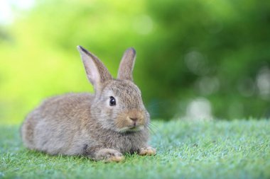 Baharda arka planda doğal bokeh olan yeşil çimenlerin üzerinde şirin küçük bir tavşan. Bahçede oynayan genç sevimli tavşan. Parkta sevgi dolu bir hayvan