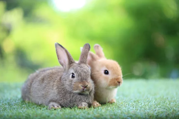 Schattig Konijntje Groen Gras Met Natuurlijke Bokeh Als Achtergrond Het — Stockfoto