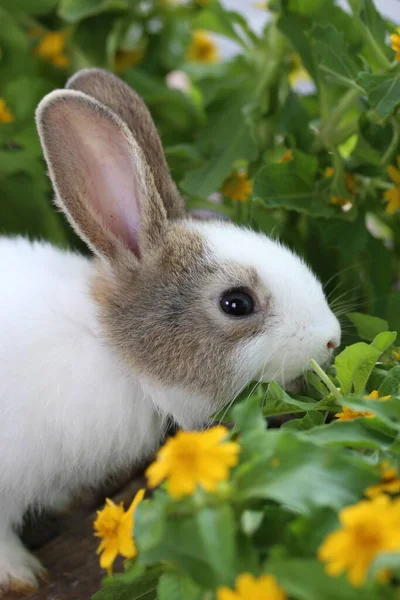 Mignon Petit Lapin Sur Herbe Verte Avec Bokeh Naturel Comme — Photo