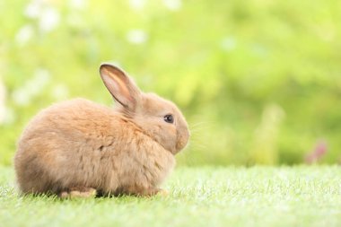 Baharda arka planda doğal bokeh olan yeşil çimenlerin üzerinde şirin küçük bir tavşan. Bahçede oynayan genç sevimli tavşan. Baharda parkta sevimli bir hayvan.
