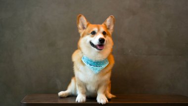 Corgi modern evde. Pembroke Welsh Corgi 'nin çoğu Galler' in Pembrokeshire şehrinden geliyor. Galli Corgi ya da Cardigan Galli Corgi grubu, kuzey tükürük tipli köpeklerden gelir..