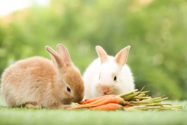 Cute Little Rabbit Green Grass Natural Bokeh Background Spring Young — Foto de Stock