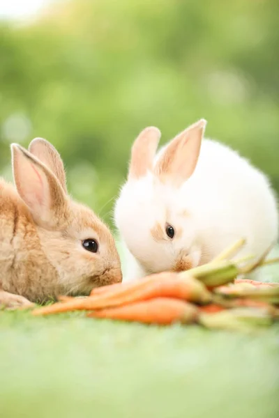 Cute Little Rabbit Green Grass Natural Bokeh Background Spring Young — Stockfoto