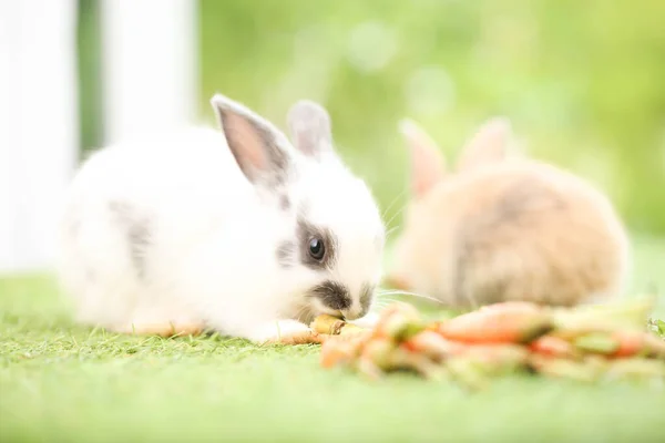 Mignon Petit Lapin Sur Herbe Verte Avec Bokeh Naturel Comme — Photo