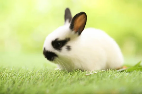 Carino Coniglietto Erba Verde Con Bokeh Naturale Come Sfondo Durante — Foto Stock