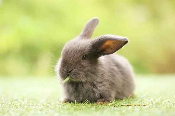 Cute Little Rabbit Green Grass Natural Bokeh Background Spring Young — Stock Fotó