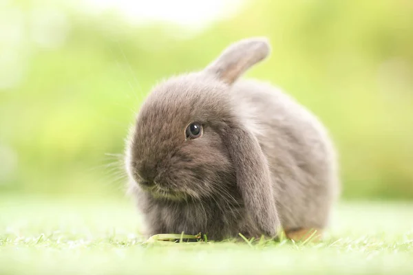 Cute Little Rabbit Green Grass Natural Bokeh Background Spring Young —  Fotos de Stock