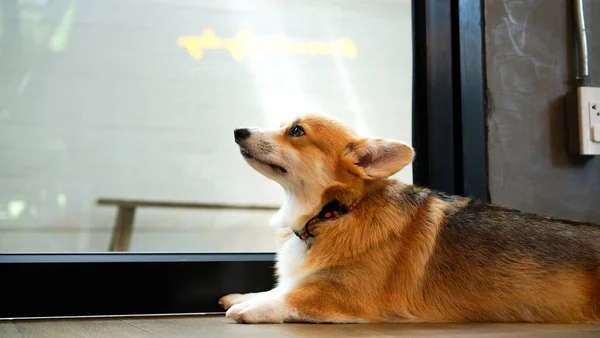 Corgi Casa Moderna Muitos Pembroke Welsh Corgi Originaram Pembrokeshire País — Fotografia de Stock