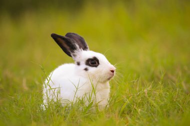 Baharda yeşil tarlada siyah nokta tavşanlı genç beyaz. Güzel tavşancık taze bahçede eğleniyor. Sevimli tavşan oynuyor ve yeşil çimenlerde dinleniyor..