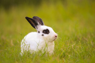 Baharda yeşil tarlada siyah nokta tavşanlı genç beyaz. Güzel tavşancık taze bahçede eğleniyor. Sevimli tavşan oynuyor ve yeşil çimenlerde dinleniyor..