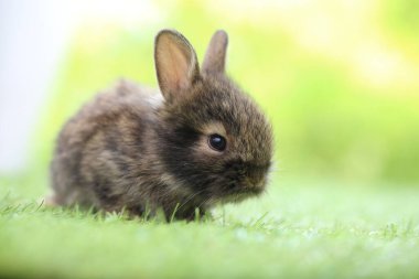 Baharda arka planda doğal bokeh olan yeşil çimenlerin üzerinde şirin küçük bir tavşan. Bahçede oynayan genç sevimli tavşan. Parkta sevgi dolu bir hayvan