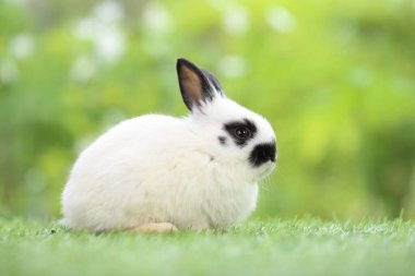 Baharda arka planda doğal bokeh olan yeşil çimenlerin üzerinde şirin küçük bir tavşan. Bahçede oynayan genç sevimli tavşan. Parkta sevgi dolu bir hayvan