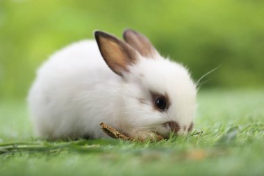 Baharda arka planda doğal bokeh olan yeşil çimenlerin üzerinde şirin küçük bir tavşan. Bahçede oynayan genç sevimli tavşan. Parkta sevgi dolu bir hayvan
