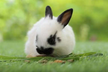 Baharda arka planda doğal bokeh olan yeşil çimenlerin üzerinde şirin küçük bir tavşan. Bahçede oynayan genç sevimli tavşan. Parkta sevgi dolu bir hayvan