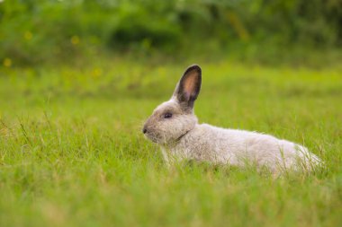 Baharda yeşil tarlada yetişkin gri tavşan. Güzel tavşancık taze bahçede eğleniyor. Sevimli tavşan oynuyor ve yeşil çimenlerde dinleniyor..