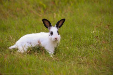 Baharda yeşil tarlada siyah nokta tavşanlı genç beyaz. Güzel tavşancık taze bahçede eğleniyor. Sevimli tavşan oynuyor ve yeşil çimenlerde dinleniyor..