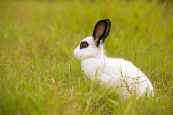 Молодой Белый Черным Кроликом Зеленом Поле Весной Прекрасный Кролик Веселится — стоковое фото