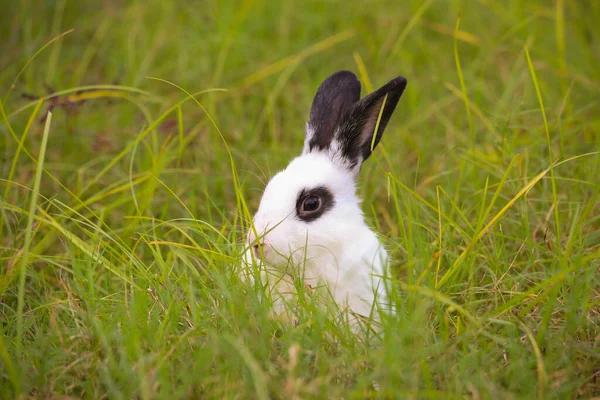 Jovem Branco Com Coelho Ponto Preto Campo Verde Primavera Coelhinho — Fotografia de Stock