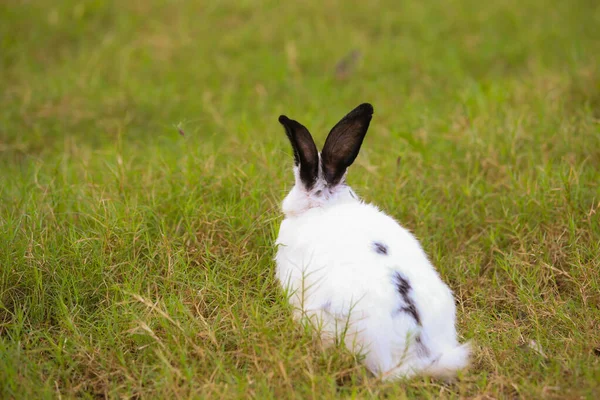 Baharda Yeşil Tarlada Siyah Nokta Tavşanlı Genç Beyaz Güzel Tavşancık — Stok fotoğraf