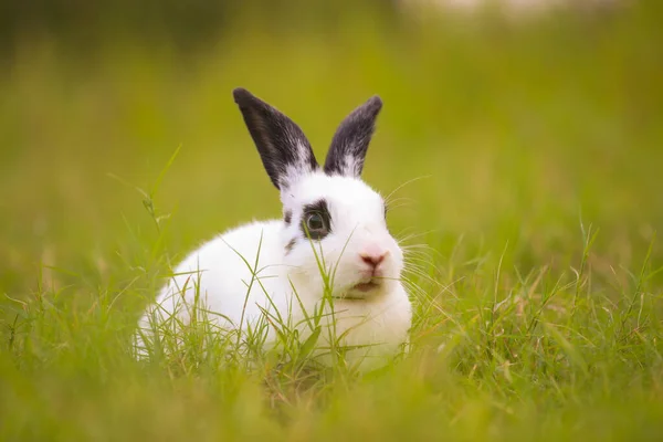 Young White Black Dot Rabbit Green Field Spring Lovely Bunny — Stock Photo, Image