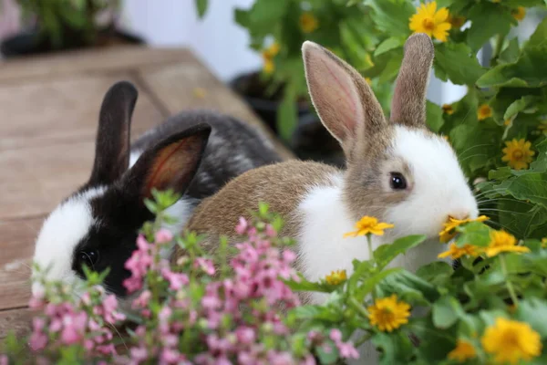 Cute Little Rabbit Green Grass Natural Bokeh Background Spring Young — Stock Photo, Image