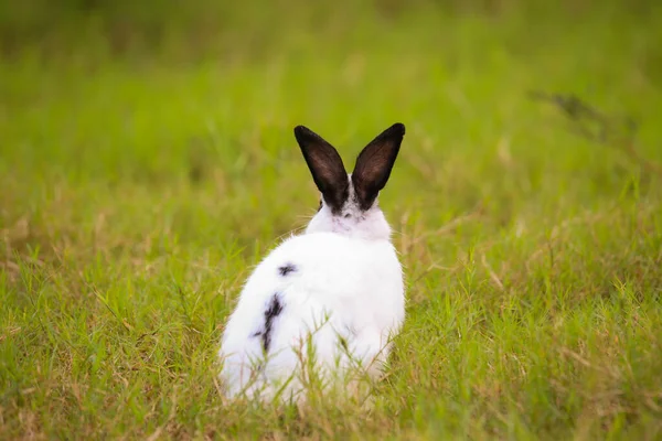 Young White Black Dot Rabbit Green Field Spring Lovely Bunny — Stock Photo, Image