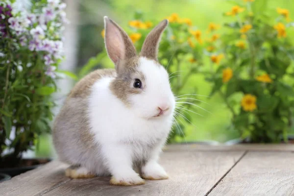 Nettes Kleines Kaninchen Auf Grünem Gras Mit Natürlichem Bokeh Als — Stockfoto