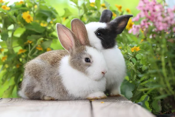 春は緑の芝生の上で天然のボケを背景に可愛いウサギ 庭で遊んでいる若い愛らしいウサギ 愛らしいペット — ストック写真