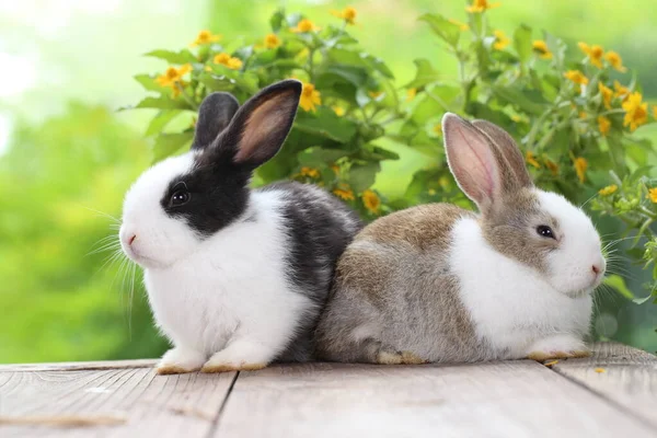 Schattig Konijntje Groen Gras Met Natuurlijke Bokeh Als Achtergrond Het — Stockfoto