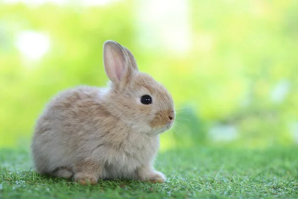 Roztomilý Malý Králík Zelené Trávě Přírodním Bokeh Jako Pozadí Během — Stock fotografie