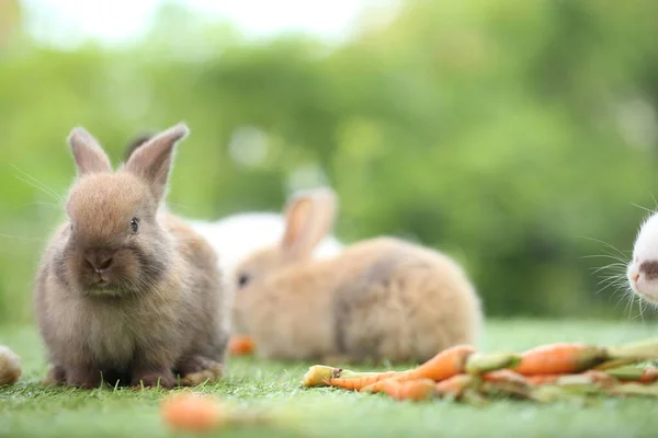봄철에는 자연적 배경으로 풀밭에 귀여운 토끼가 정원에서 귀여운 공원에서 수있는 — 스톡 사진