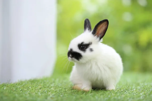 Schattig Konijntje Groen Gras Met Natuurlijke Bokeh Als Achtergrond Het — Stockfoto