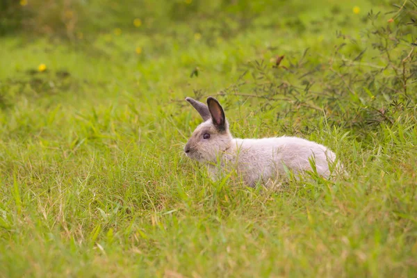 Взрослый Серый Кролик Зеленом Поле Весной Прекрасный Кролик Веселится Свежем — стоковое фото