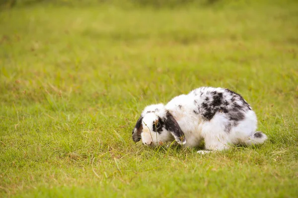 Adulte Hollands Nain Blanc Avec Lapin Points Noirs Dans Champ — Photo