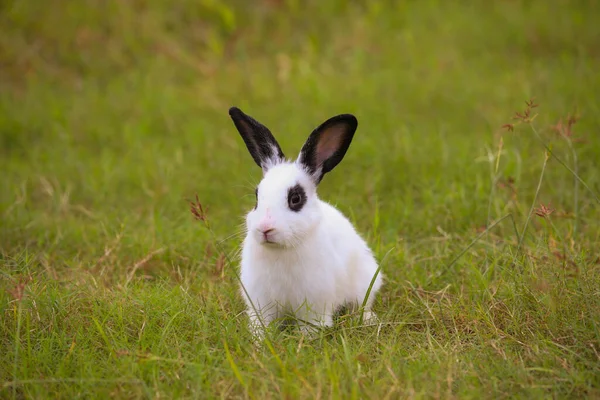 Jeune Lapin Blanc Points Noirs Dans Champ Vert Printemps Beau — Photo