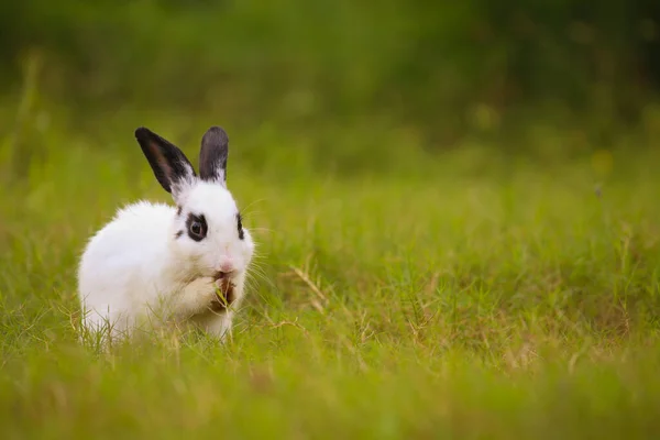 Junges Weißes Kaninchen Mit Schwarzem Punkt Grünen Feld Frühling Schöne — Stockfoto