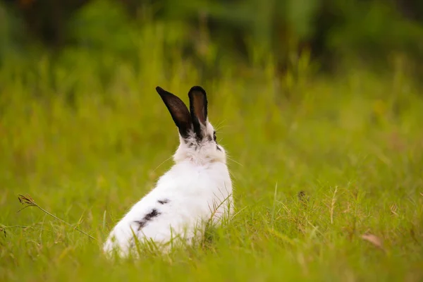 Jovem Branco Com Coelho Ponto Preto Campo Verde Primavera Coelhinho — Fotografia de Stock