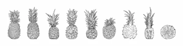 Illustrazioni Vettoriali Disegnate Mano All Ananas — Vettoriale Stock