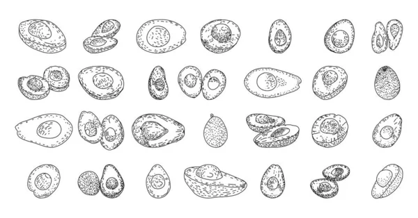 Illustrazioni Vettoriali Disegnate Mano Avocado — Vettoriale Stock