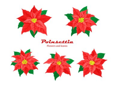 Kırmızı Noel süsleri. Noktalı çiçeklerle kurulmuş kırmızı yapraklı ve beyaz arkaplanda yeşil dalları olan şenlikli bir bitki..