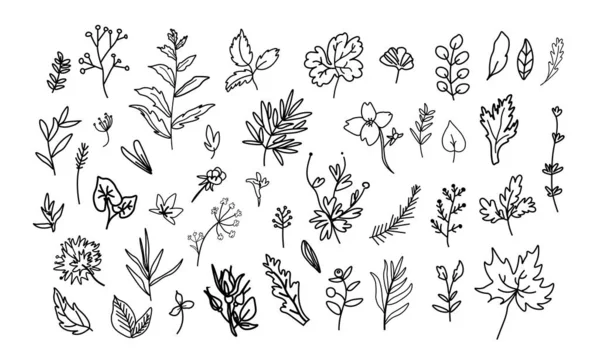 Vector Illustration Set Mit Blumen Doodle Stil Schwarze Linie Weißer — Stockvektor