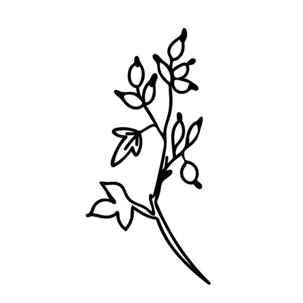 简单的圣诞植物 白色背景上有黑线的涂鸦式图案 植物学 迷你型手绘插图 海报的设计 — 图库矢量图片