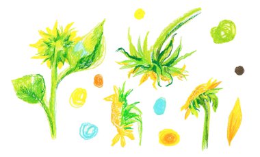 Beyaz izole edilmiş arka planda balmumu boya kalemlerinde sarı ayçiçekleri. Karalama stilinde botanik bebek çiçekleri. Pastel kalemler. Kartlar için tasarımlar sosyal medya, posterler, baskılar, davetiyeler..